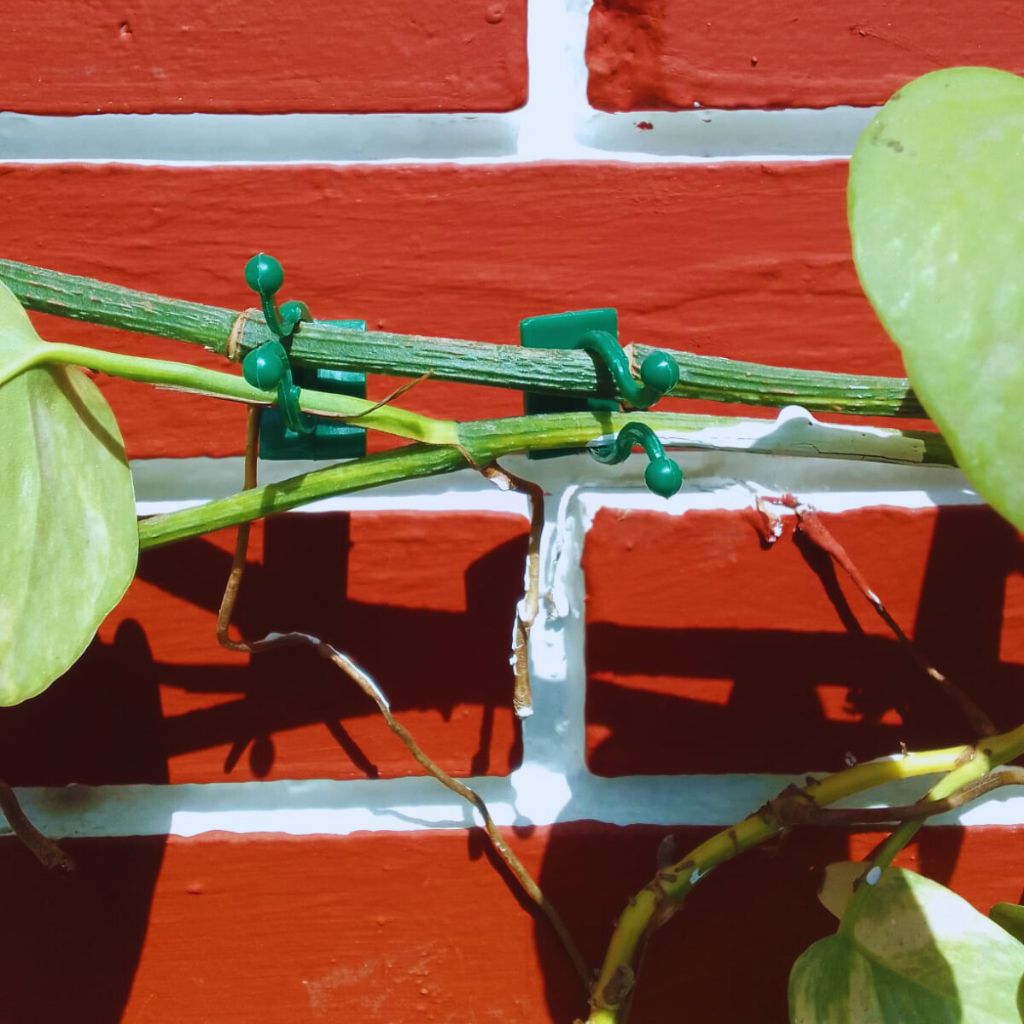Plant Climbing Fixing Clip