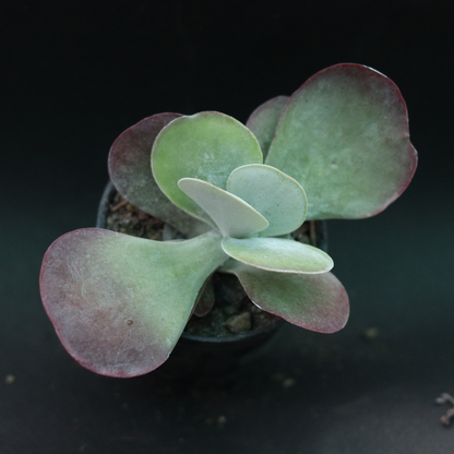 Close-up of Flapjack Kalanchoe succulent in a black pot, showcasing its unique flat, paddle-shaped leaves. Ideal for adding greenery to your home. Buy it online from Plant Orbit.