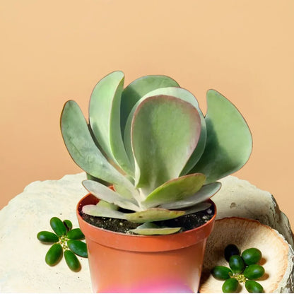 succulent with big flat leaves Flapjack Kalanchoe Succulents Online In India
