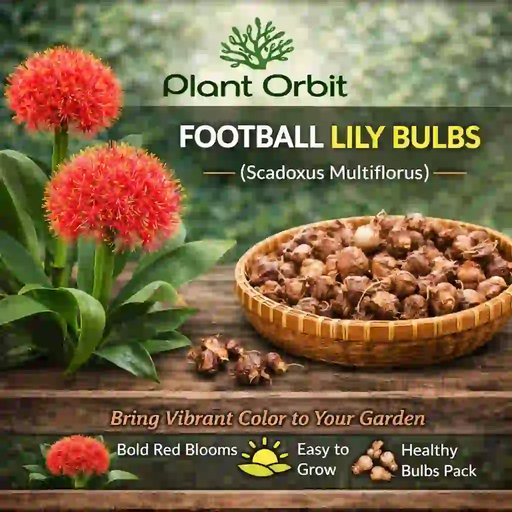 Football lily bulbs with red flowers and a bowl of bulbs on a wooden surface, branded by Plant Orbit.
