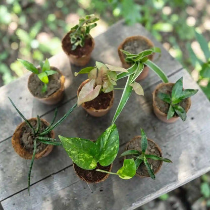 Fresh Start Plant Pack - Set of 8 Live Succulent Plants by Plant Orbit