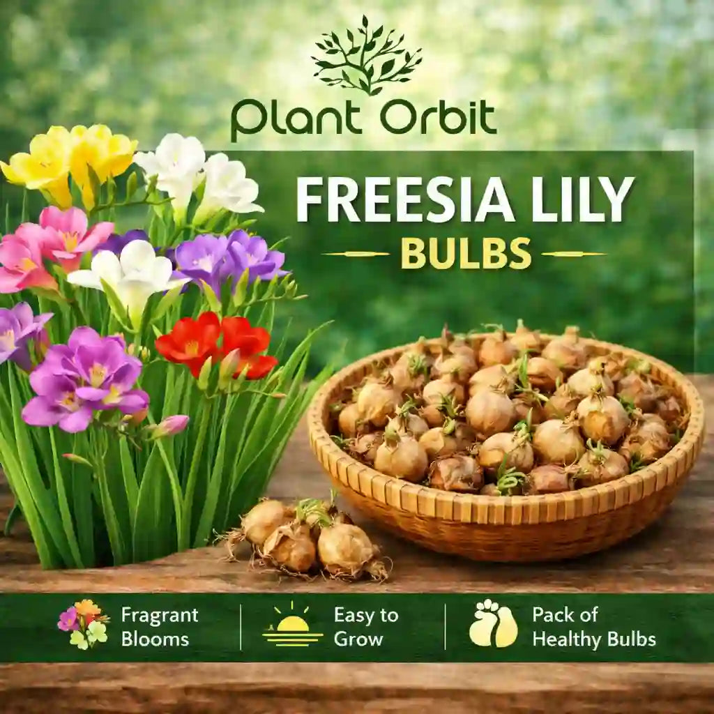 Fressia Lily Bulbs