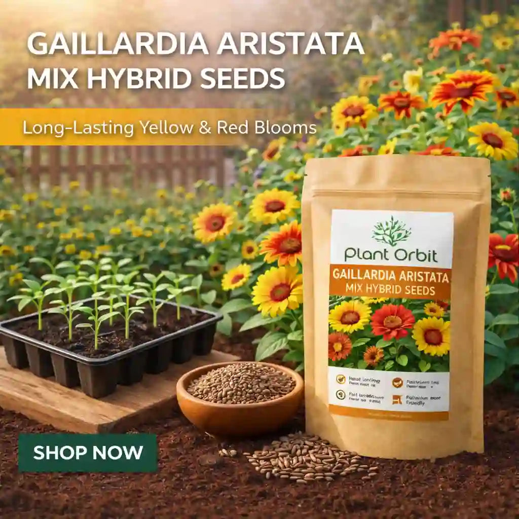 GAILLARDIA ARISTATA MIX HYBRID SEEDS 