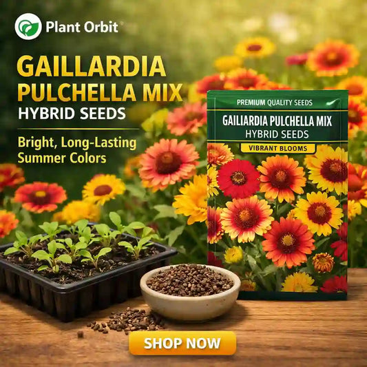 Galliardia pulchella mix hybrid seeds packaging with flowers and seedlings on a wooden surface.