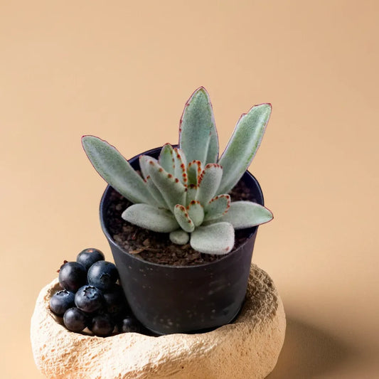 Grey Tomentosa Panda Plant succulent from Plant Orbit in a decorative pot, showcasing fuzzy leaves with brown tips.