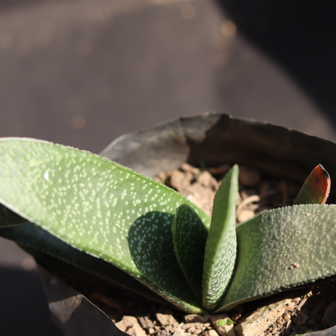 Close-up of Gastaria succulent with unique spotted leaves in a black pot, ideal for indoor gardening. Buy this striking plant online at Plant Orbit.