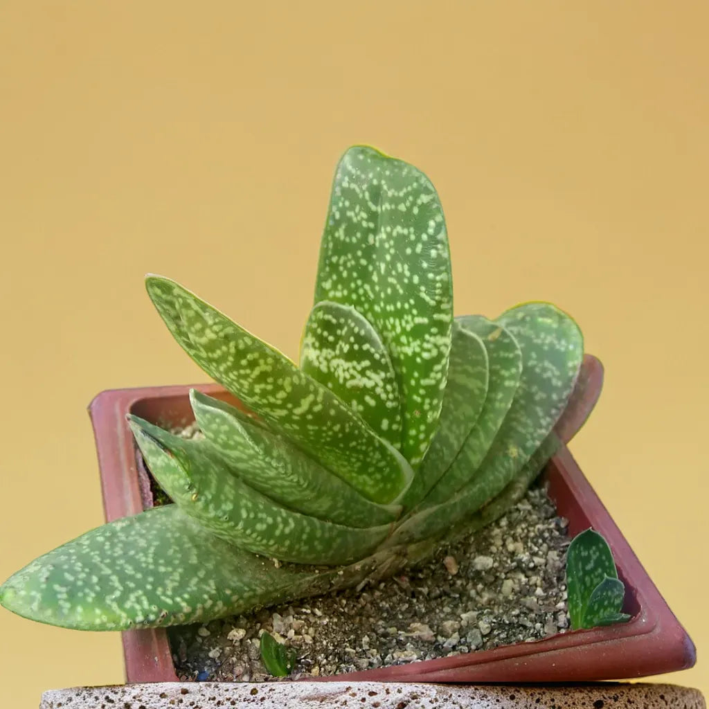 Gastaria succulent plant with long, textured green leaves featuring white spots, planted in a square terracotta pot. Available at Plant Orbit.