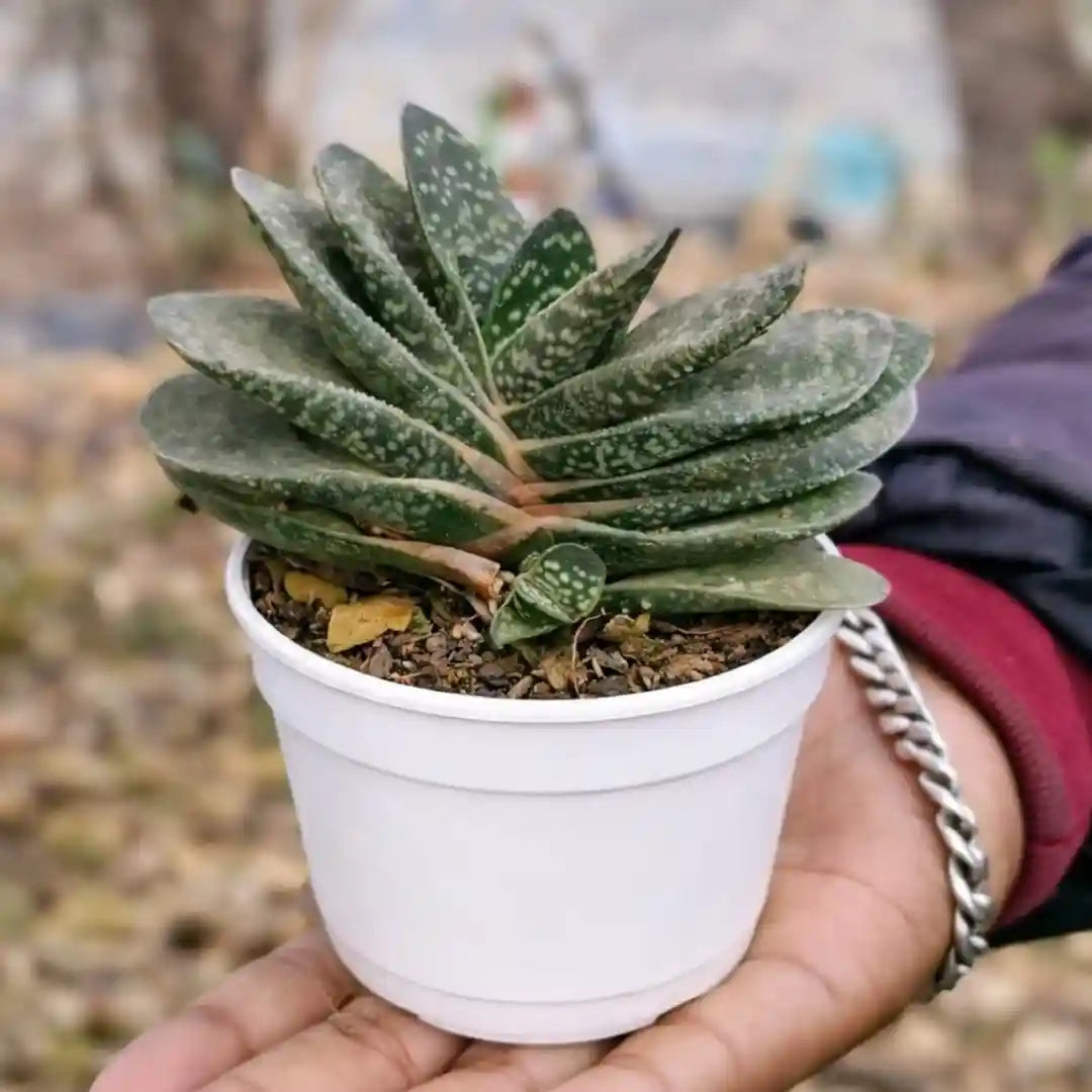 Gasteria succulent with thick, dark green, pointed leaves covered in white speckled markings, growing in a white pot held in a person’s hand at a plant nursery.