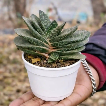 Gastaria (Bare Rooted)