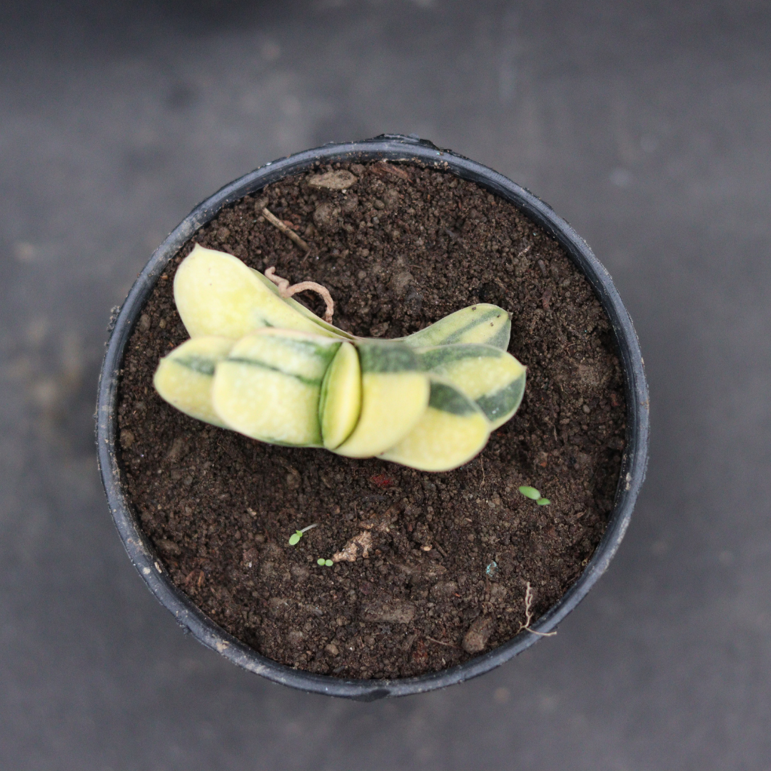 Top view of Gasteria Nitida Variegated with striking yellow and green leaves in a black pot. Ideal for succulent collections. Buy from Plant Orbit.