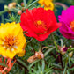 Portulaca moss rose Plant Mix colour Netpot