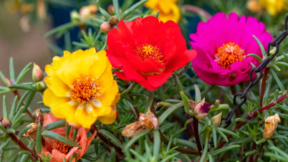 Portulaca moss rose Plant Mix colour Netpot