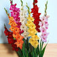 Gladiolus Bulbs Mix Colour