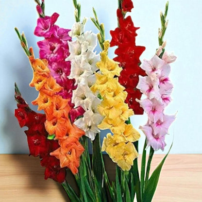 Gladiolus Bulbs Mix Colour
