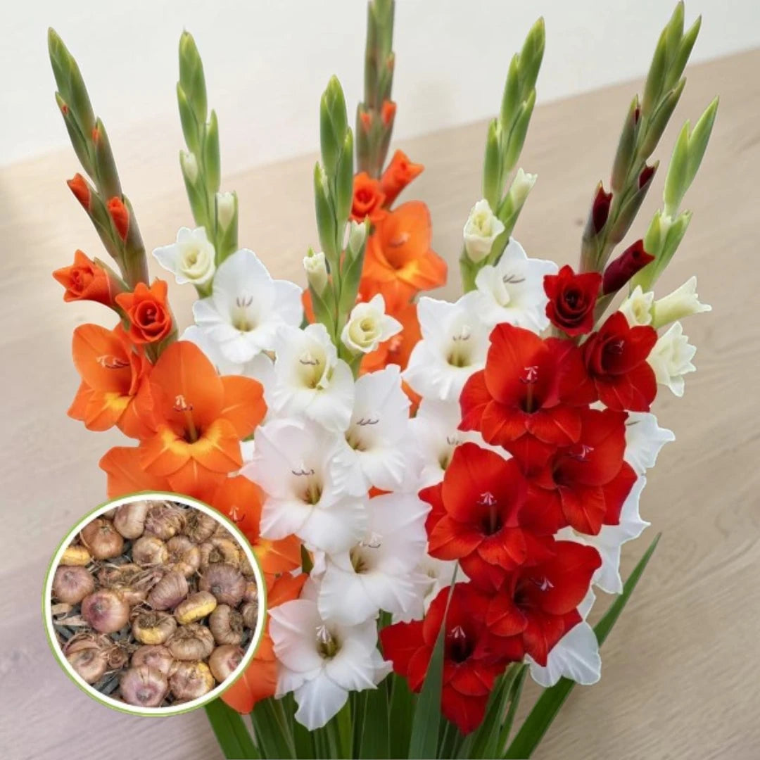 Gladiolus Mix Flowering Bulbs