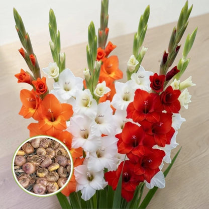 Gladiolus Mix Flowering Bulbs