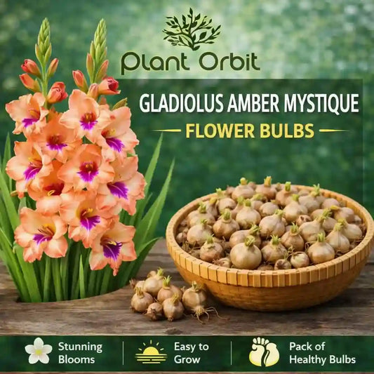 Gladiolus Amber Mystique Bulb