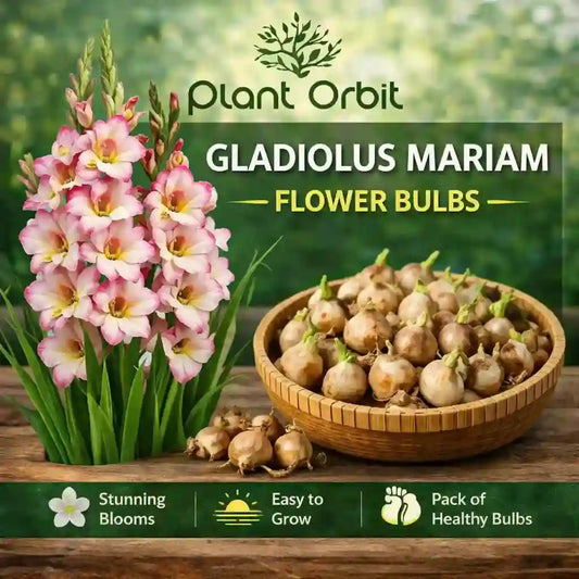 Gladiolus Madam Flower Bulb
