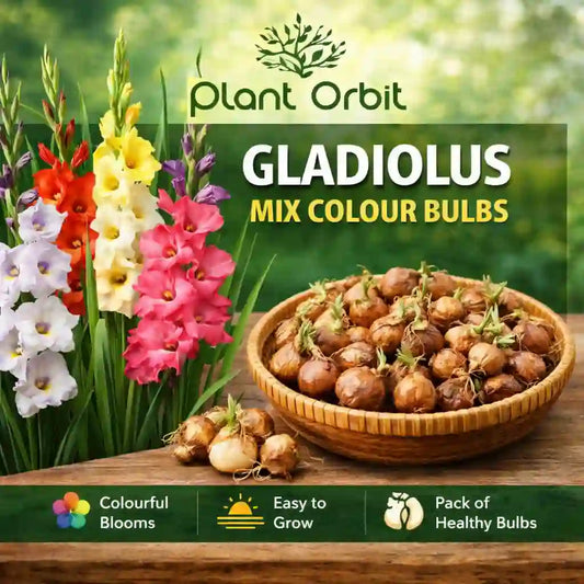 Gladiolus Mix Colour Bulbs