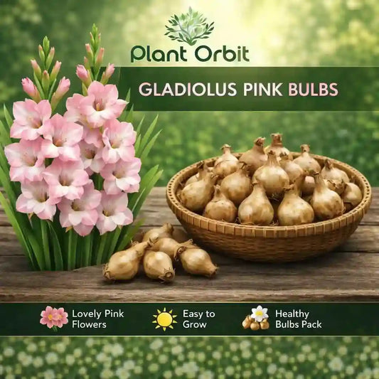 Gladiolus Pink Bulb