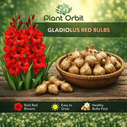 Gladiolus red bulbs with flowers and a basket on a wooden surface, branded by Plant Orbit.