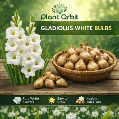  Gladiolus White Bulb