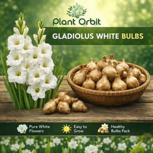  Gladiolus White Bulb