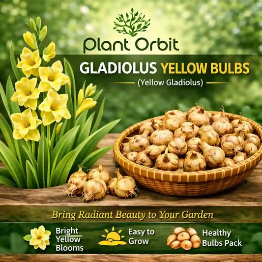 Gladiolus Yellow Lily Bulb