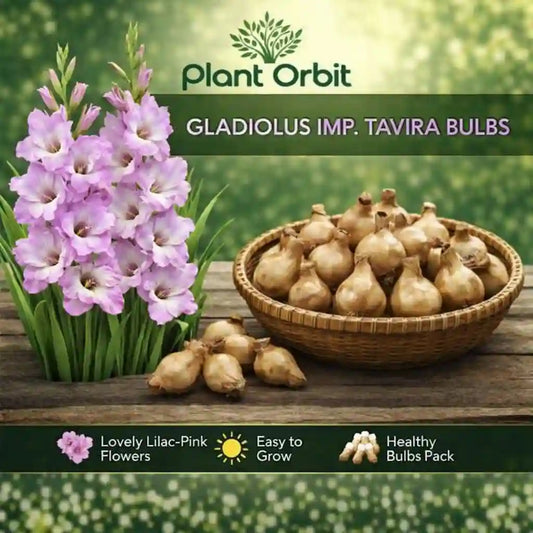 Gladiolus IMP Tavira bulbs with flowers and a basket on a wooden surface, branded 'Plant Orbit'.