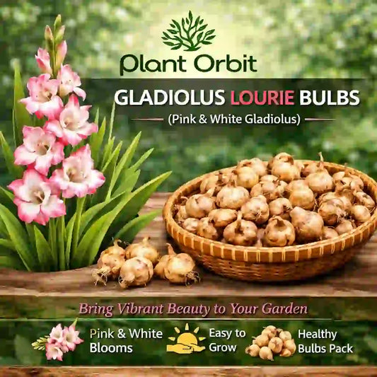 Gladious Lourie Bulbs