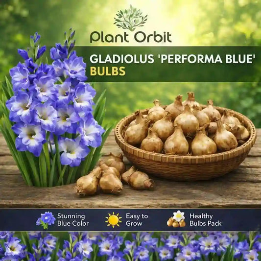 Gladious Performer Blue Bulbs