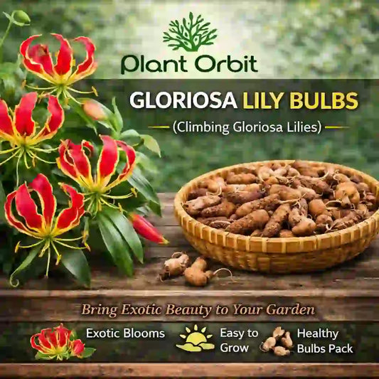 Glorisha Lily Bulb