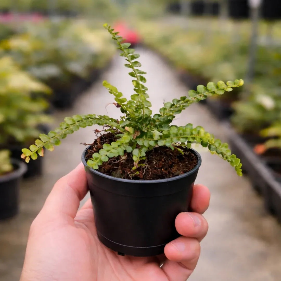 Golden Fern Plant