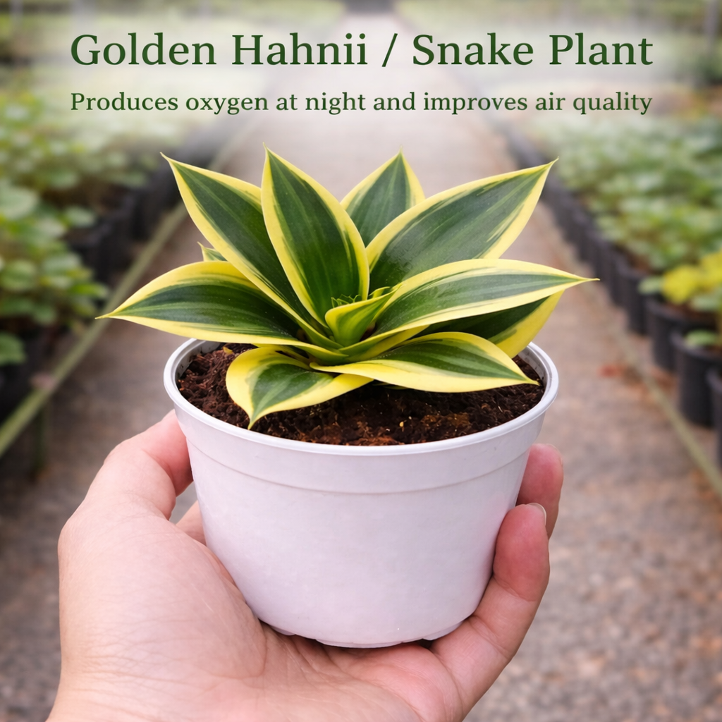 Air Purifying Plants Combo ( Bare-rooted ) - Set of 5 Live Succulent Plants by Plant Orbit