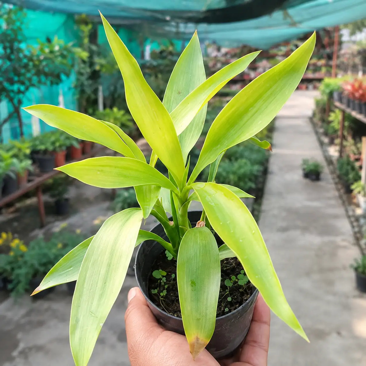 Golden Lucky Bamboo (Bare Rooted)