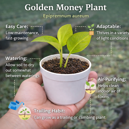 Golden Money Plant (Epipremnum aureum)
