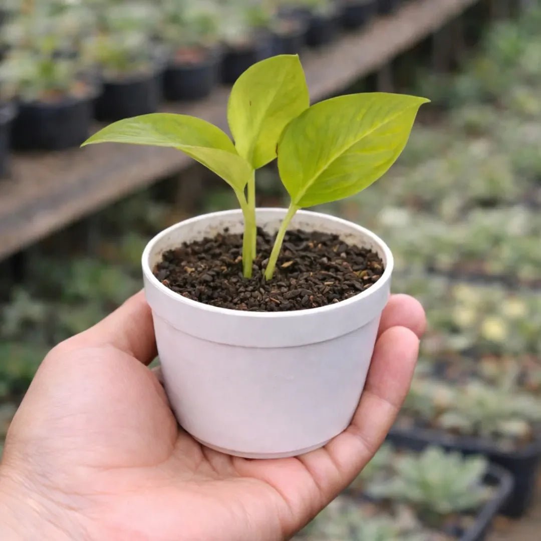 Golden Money Plant (Epipremnum aureum) with bright yellow-green leaves growing in a white pot