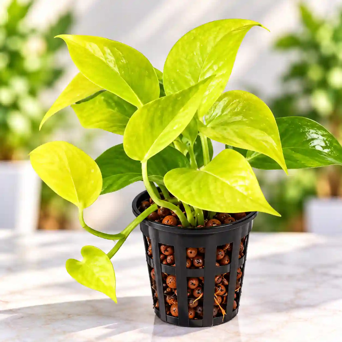 Golden Money Plant (Epipremnum aureum)