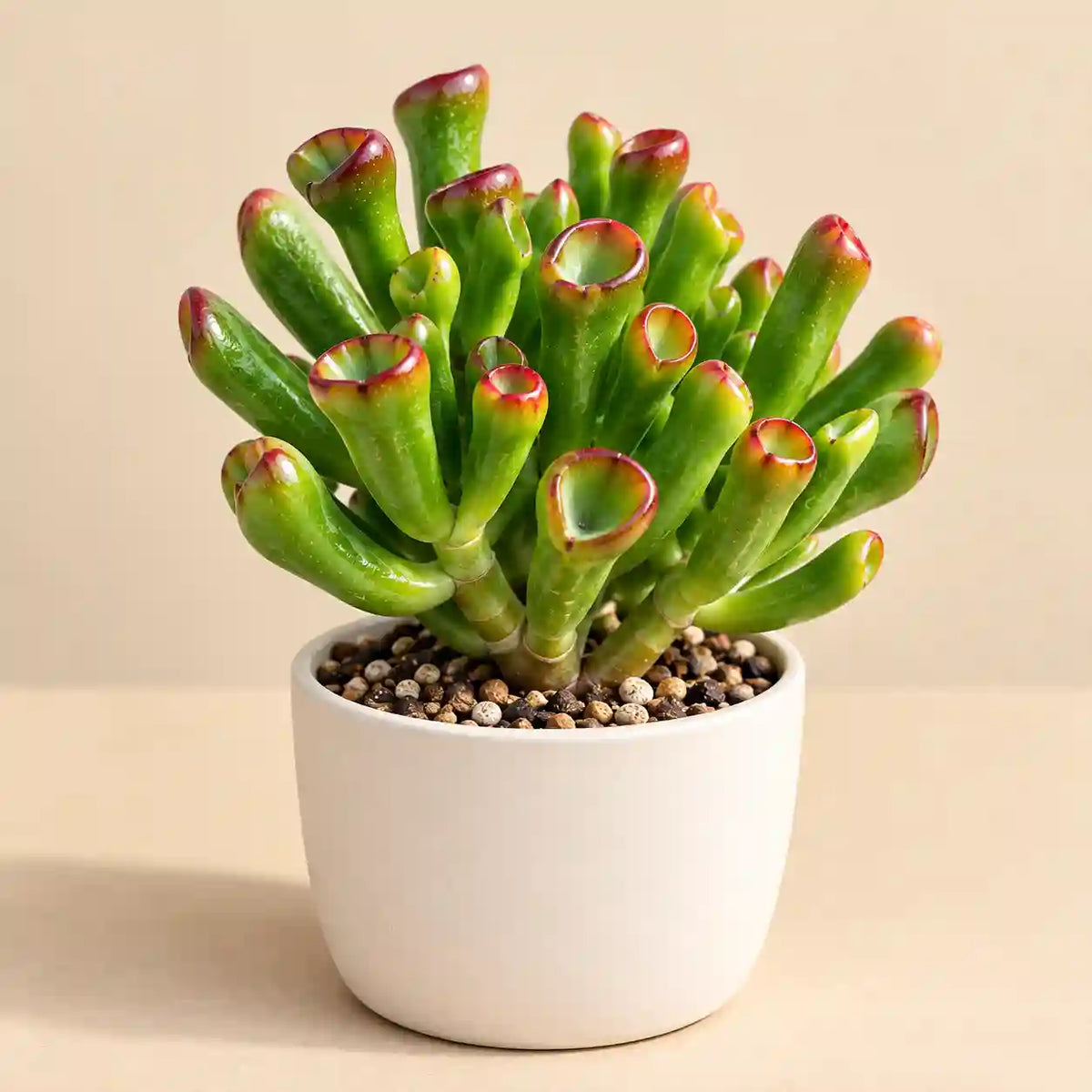 Crassula ovata 'Gollum'
