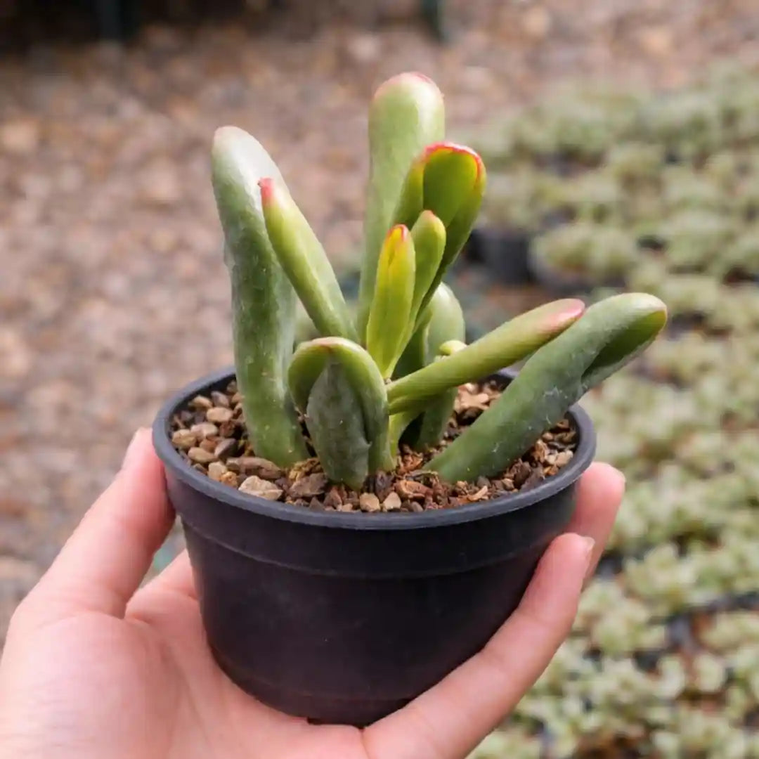 Variegated Gollum