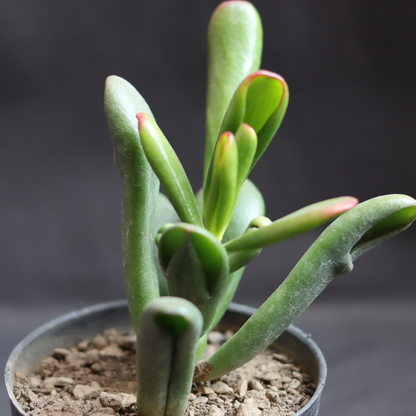 green tubular succulent Shop Gollum Variegated Big Succulent Plant Online
