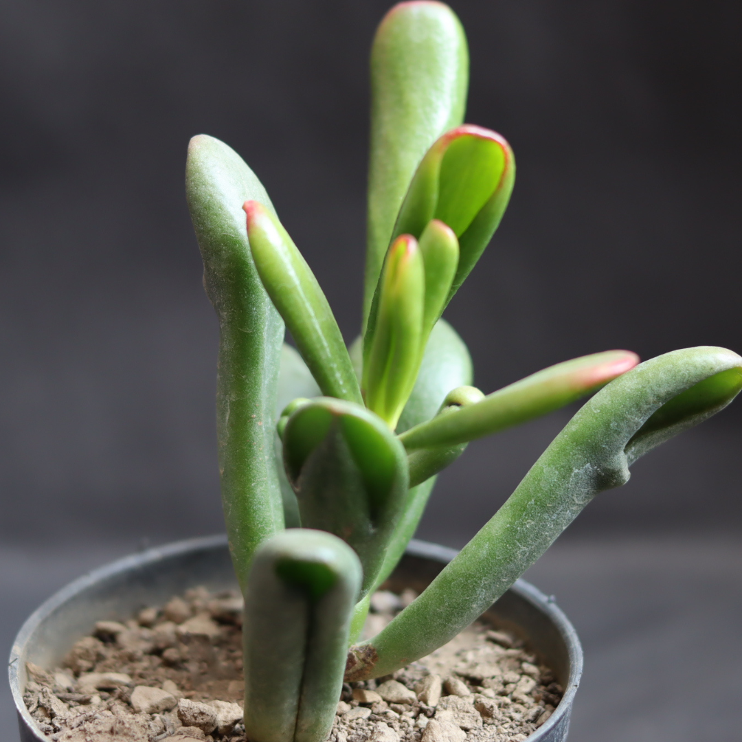 Close-up of Gollum Variegated Big succulent with unique tubular leaves in a black pot. Ideal for home decoration. Buy this striking plant online at Plant Orbit.