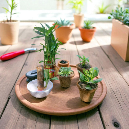 Good Luck Plants Combo