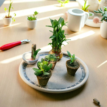 Good Luck Plants Combo