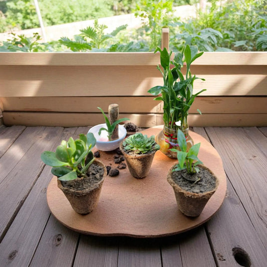 Good Luck Plants Combo