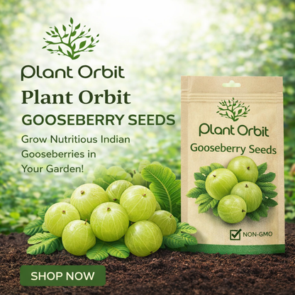 Gooseberry (Rasbhari) Hybrid Seeds