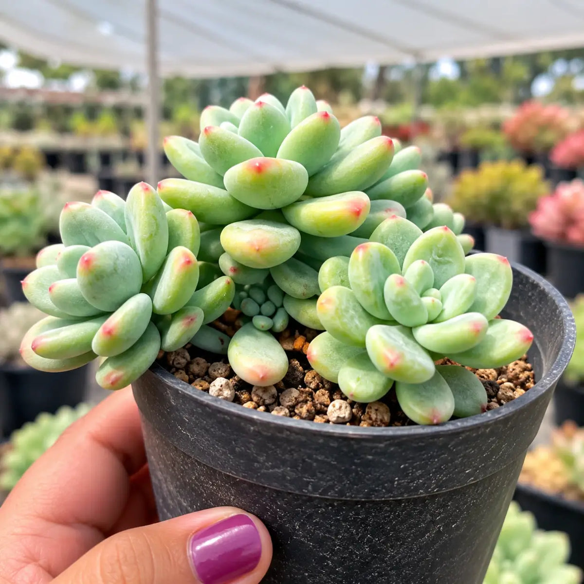 Grapto Sedum (Bare Rooted)
