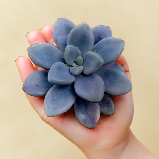 Close-up of a GraptoSedum Clavatum succulent plant from Plant Orbit, featuring its plump green leaves with a hint of pink edges.