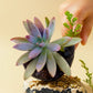 GraptoSedum Finger succulent plant showcased in a pot with delicate foliage, available at Plant Orbit.