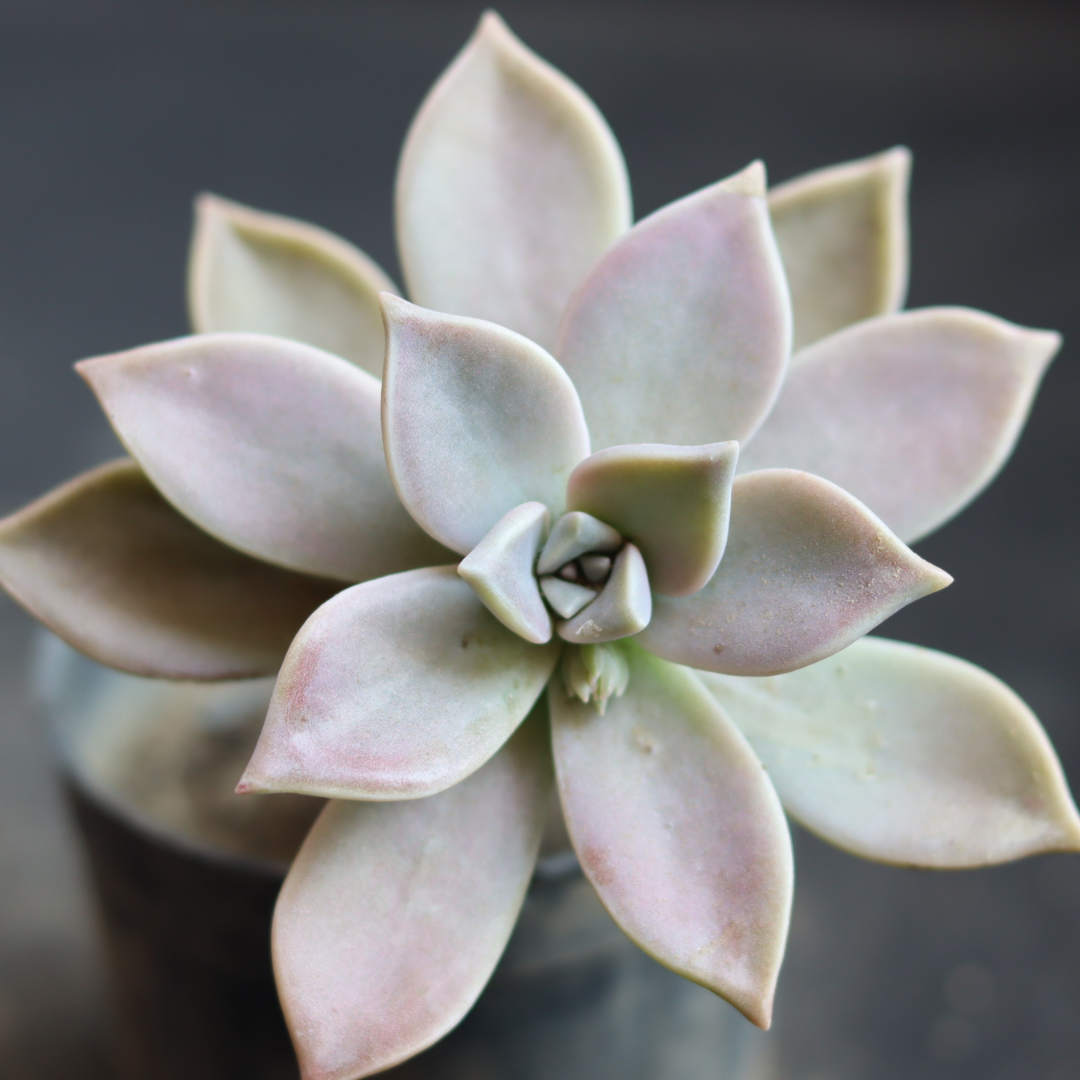 Close-up of Grapto Echeveria succulent with rosette-shaped leaves in a pastel shade. Buy this stunning succulent plant online at Plant Orbit.